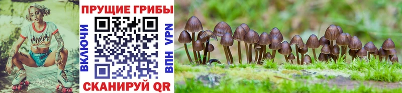 Псилоцибиновые грибы мухоморы  Купить где  Чаплыгин 